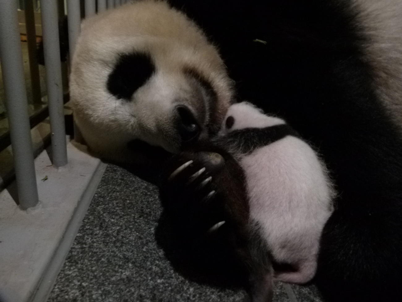 東京・上野動物園のジャイアントパンダ。母親シンシンと雄の赤ちゃん。7月22日撮影（東京動物園協会提供）