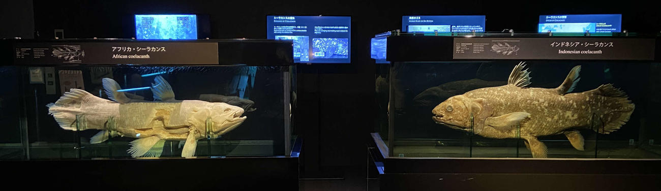 アクアマリン福島には、アフリカ（写真左）とインドネシアのシーラカンスが標本展示されている