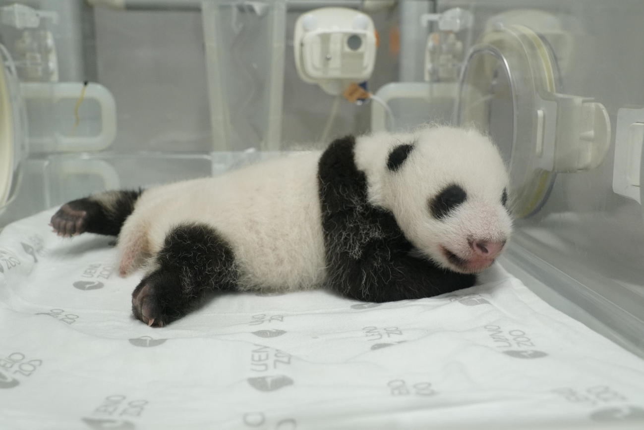 東京・上野動物園の双子のジャイアントパンダ。雌の赤ちゃん。8月2日撮影（東京動物園協会提供）