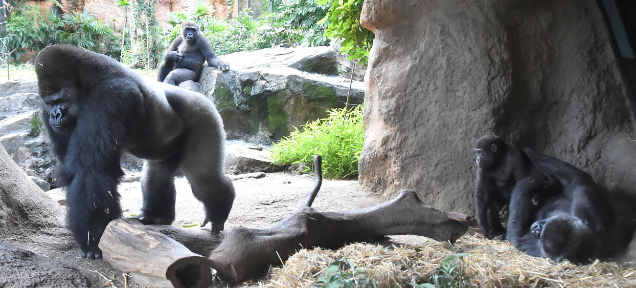 ニシゴリラ（東京動物園協会提供）