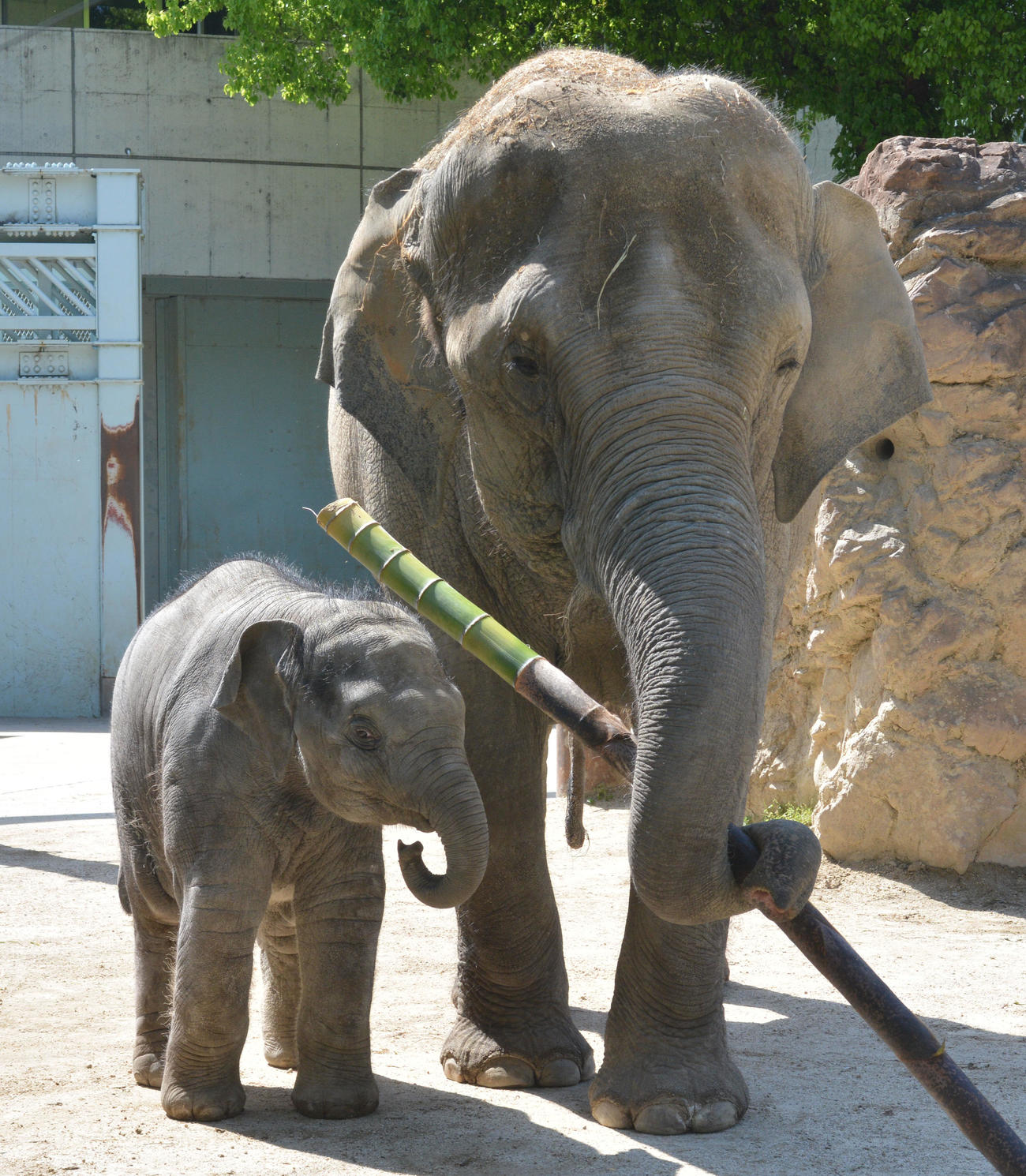 アジアゾウの母子（東京動物園協会提供）
