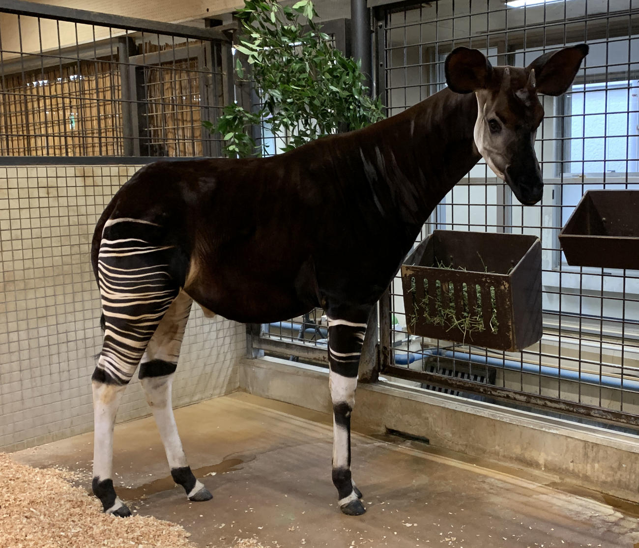 オカピ（東京動物園協会提供）