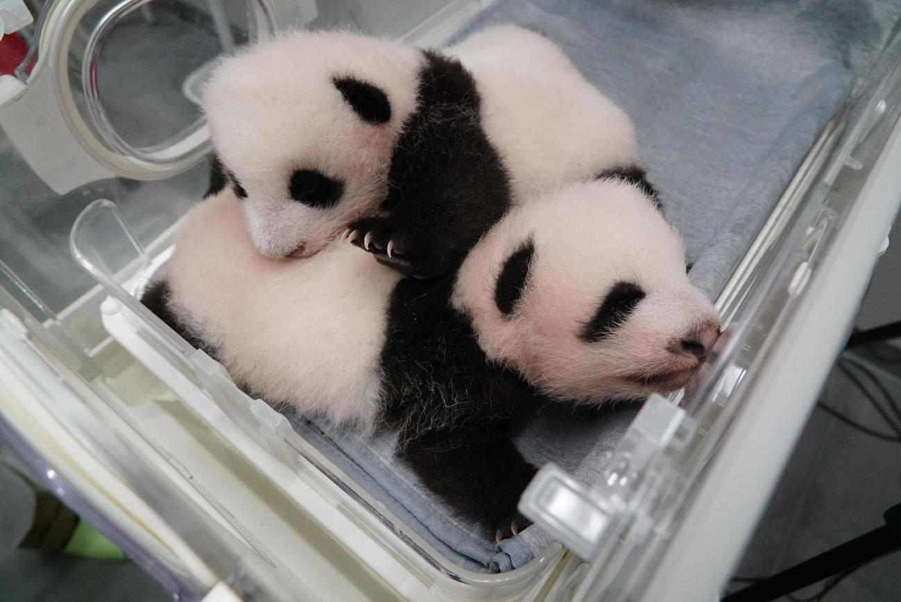 東京・上野動物園の双子のジャイアントパンダ。上が雌、下が雄。61日齢、8月23日撮影（東京動物園協会提供）