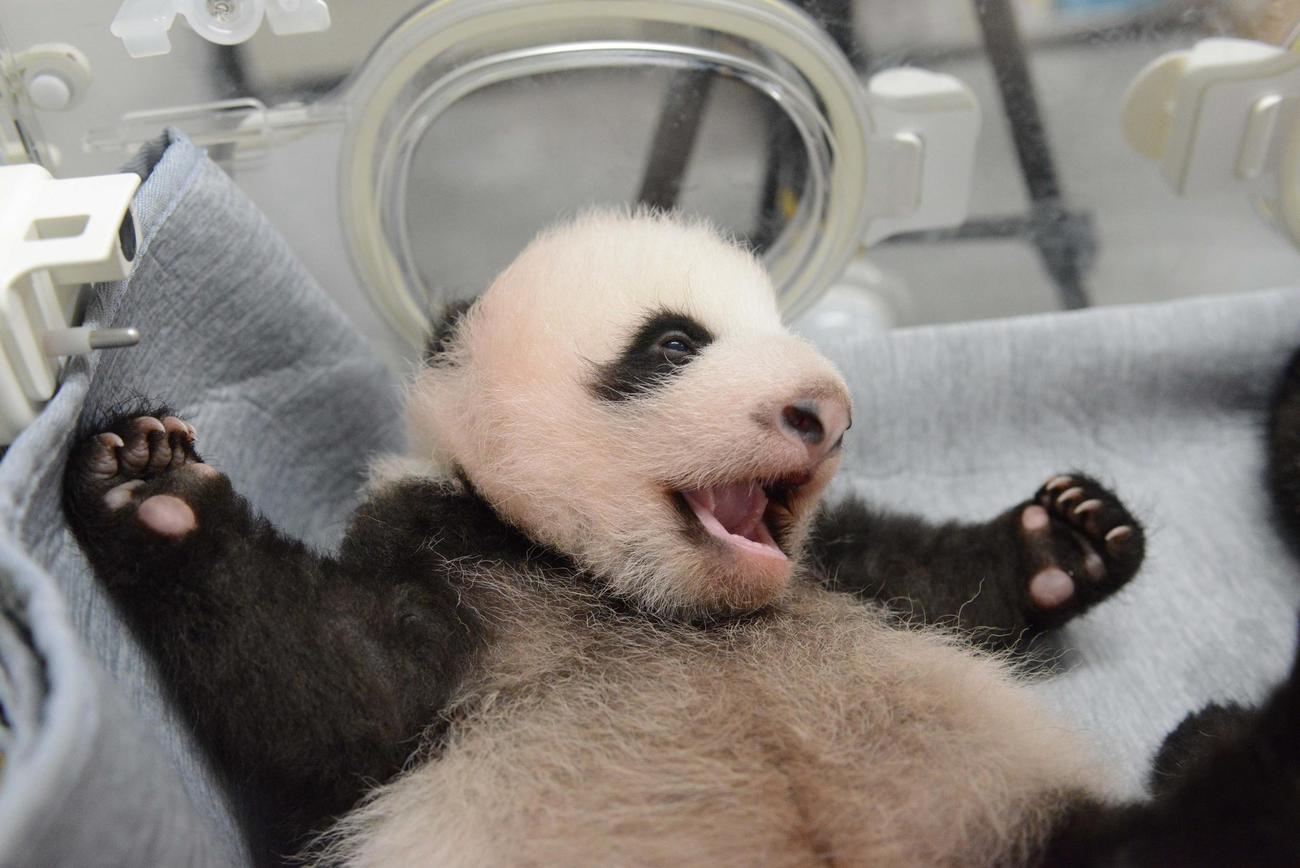 東京・上野動物園の双子のジャイアントパンダの雄。61日齢、8月23日撮影（東京動物園協会提供）