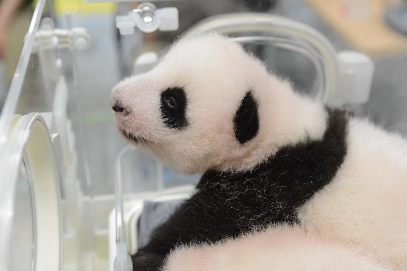 東京・上野動物園の双子のジャイアントパンダの雌。61日齢、8月23日撮影（東京動物園協会提供）