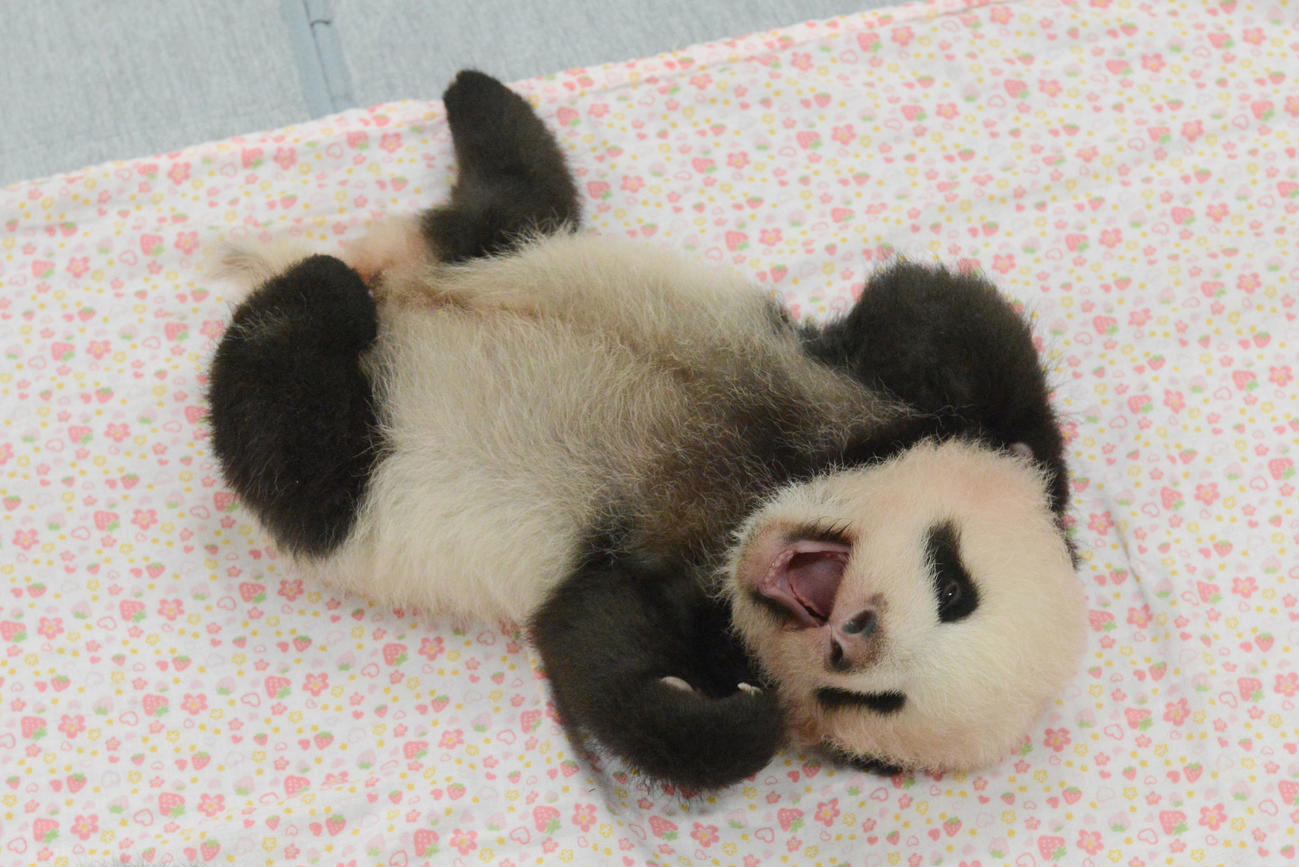 東京・上野動物園、双子のジャイアントパンダの雄。68日齢、8月30日撮影（東京動物園協会提供）