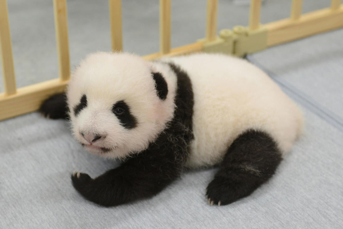東京・上野動物園、双子のジャイアントパンダの雌。68日齢、8月30日撮影（東京動物園協会提供）