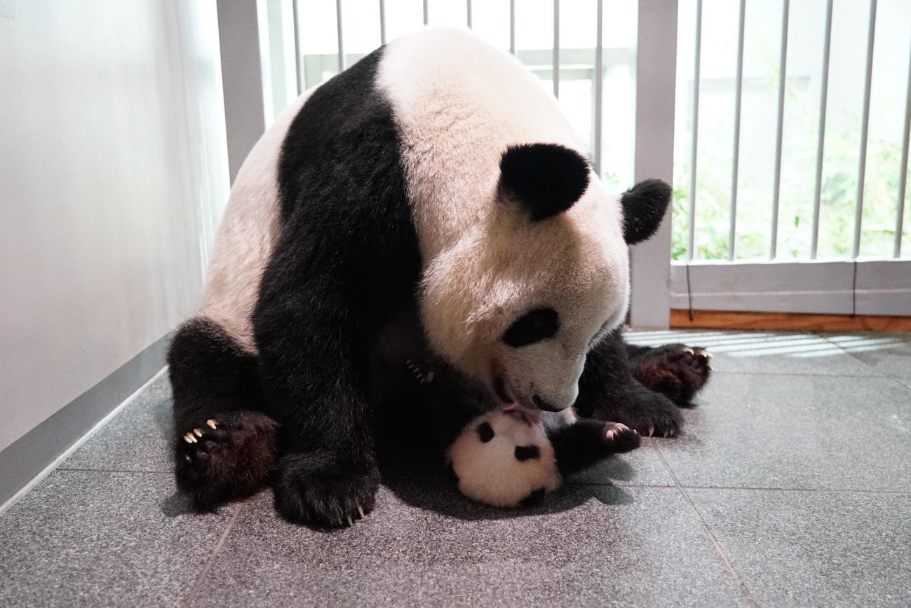 東京・上野動物園のジャイアントパンダ。母親シンシンと雄の赤ちゃん。68日齢、8月30日撮影（東京動物園協会提供）