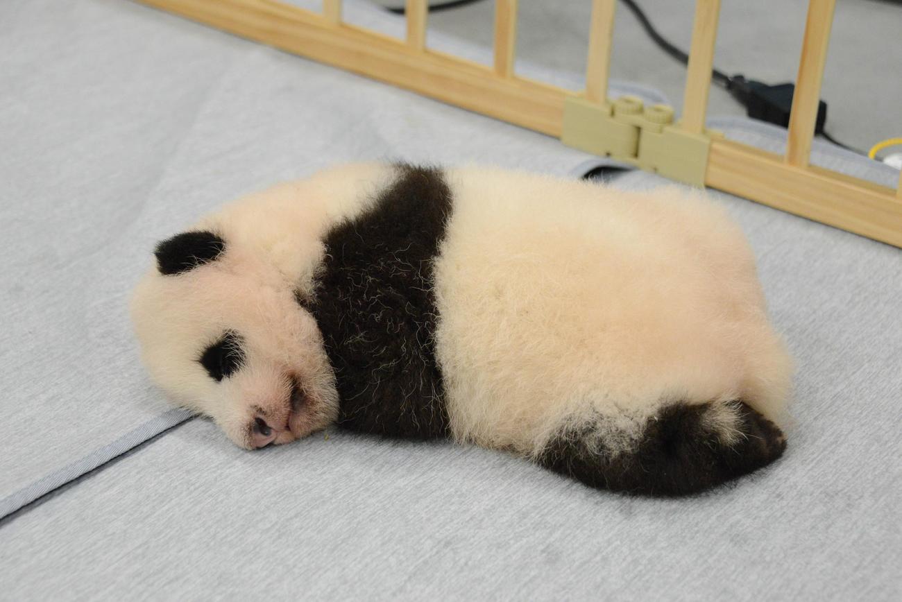 東京・上野動物園、双子のジャイアントパンダの雌。75日齢、9月6日撮影（東京動物園協会提供）