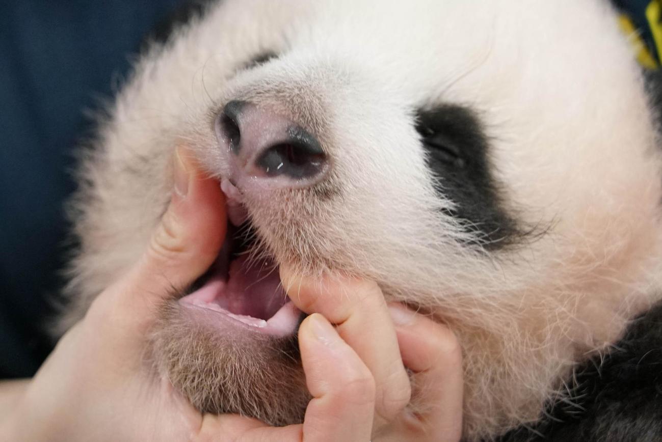 東京・上野動物園、双子のジャイアントパンダの雄。89日齢、9月20日撮影（東京動物園協会提供）