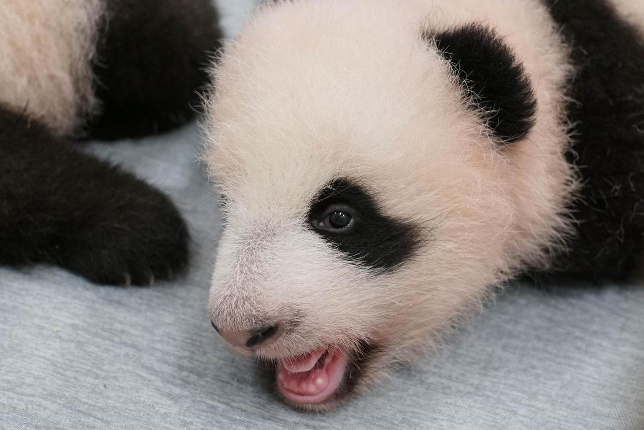東京・上野動物園、双子のジャイアントパンダの雌。89日齢、9月20日撮影（東京動物園協会提供）