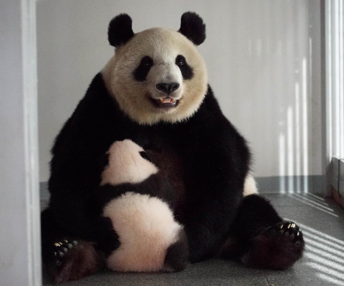 東京・上野動物園のジャイアントパンダ。母親シンシンと雄の赤ちゃん。89日齢、9月20日撮影（東京動物園協会提供）