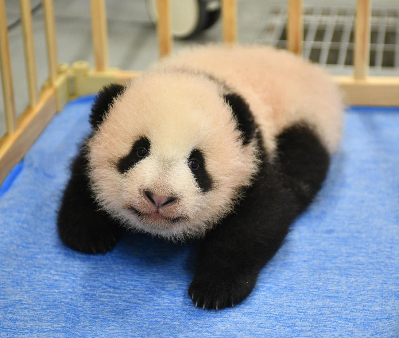 東京・上野動物園、双子のジャイアントパンダの雌。96日齢、9月27日撮影（東京動物園協会提供）