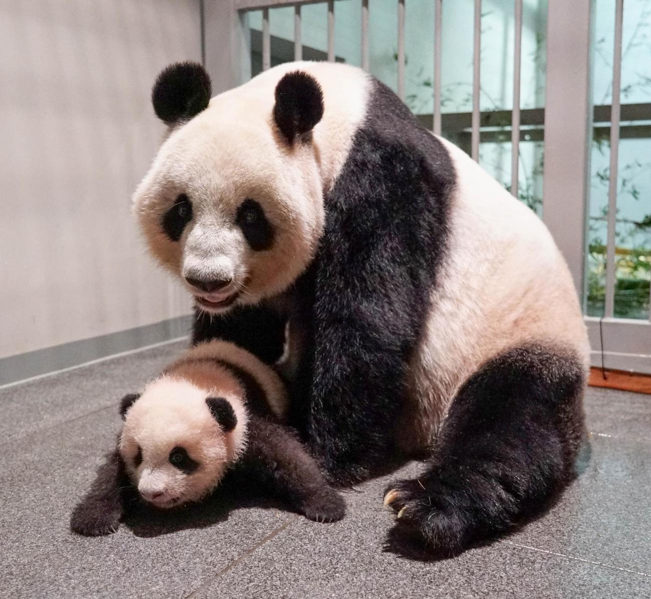 東京・上野動物園のジャイアントパンダ。母親シンシンと雌の赤ちゃん。96日齢、9月27日撮影（東京動物園協会提供）