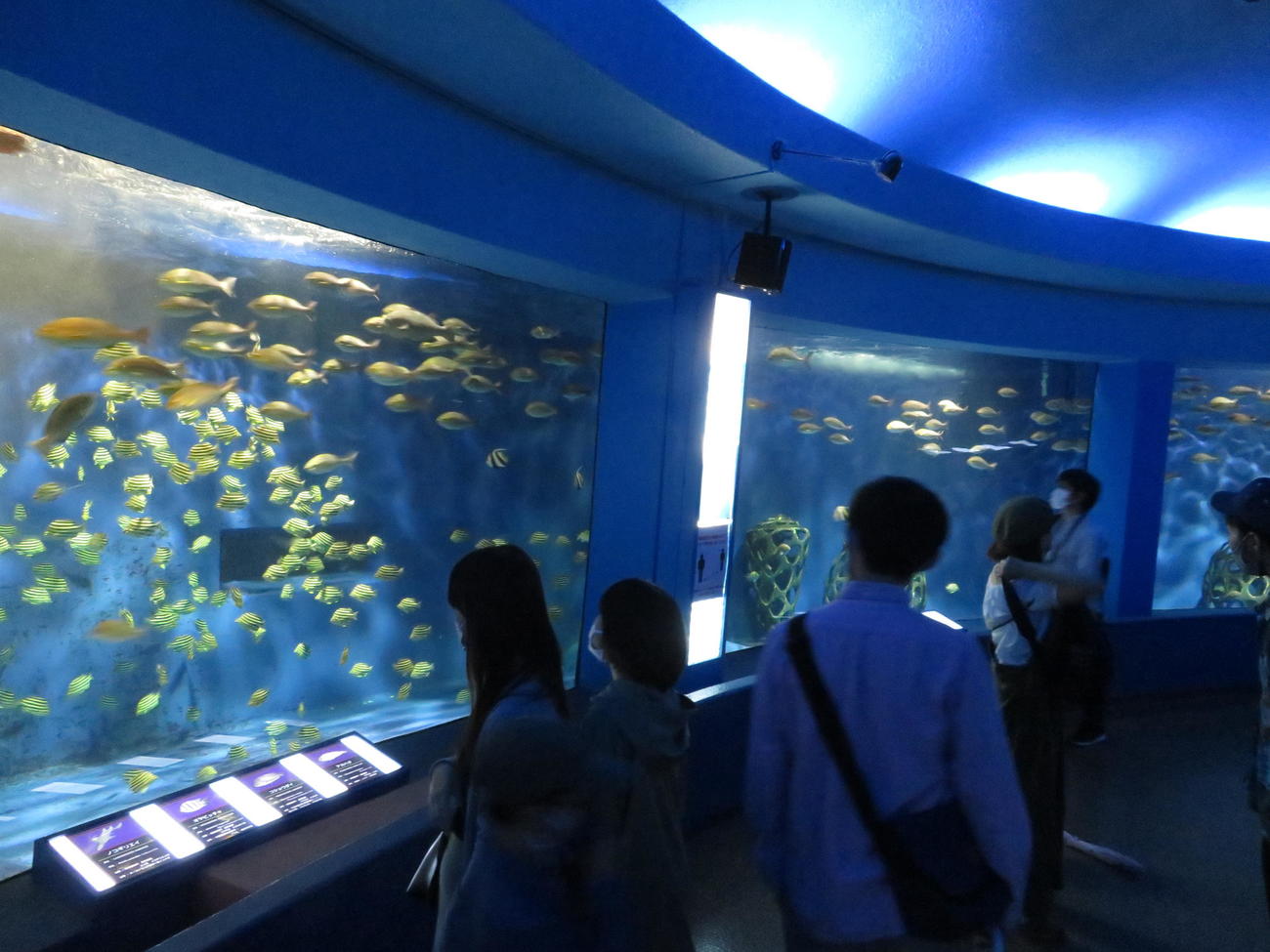 360度の回遊水槽には相模湾に生息するさまざまな魚が展示されていて、多くの来場者が見入っていた（撮影・寺沢卓）