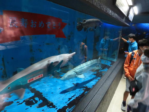 30日閉館の油壺マリンパーク来場者激増「もっと早く来ていれば」惜しむ