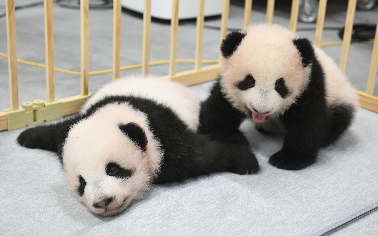 東京・上野動物園の双子のジャイアントパンダ。左が雄、右が雌。103日齢、10月4日撮影（東京動物園協会提供）