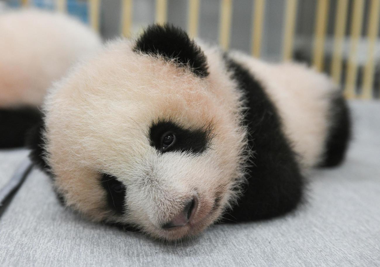 東京・上野動物園、双子のジャイアントパンダの雄。103日齢、10月4日撮影（東京動物園協会提供）