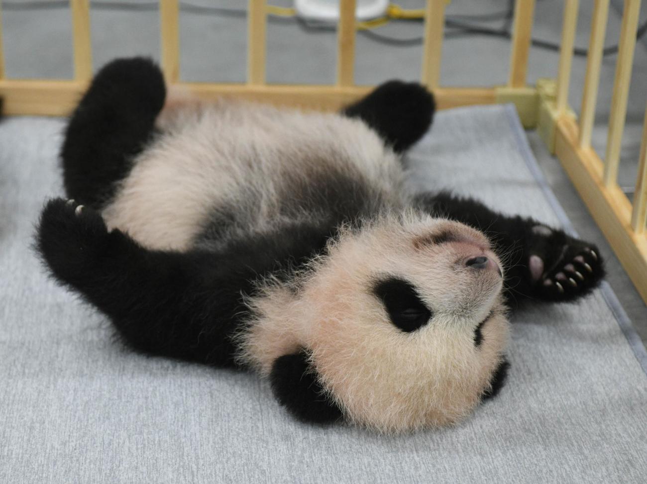 東京・上野動物園、双子のジャイアントパンダの雌。103日齢、10月4日撮影（東京動物園協会提供）