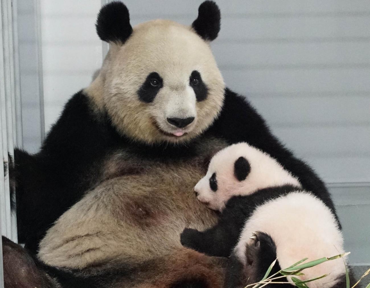 東京・上野動物園のジャイアントパンダ。母親シンシンと雄の赤ちゃん。103日齢、10月4日撮影（東京動物園協会提供）