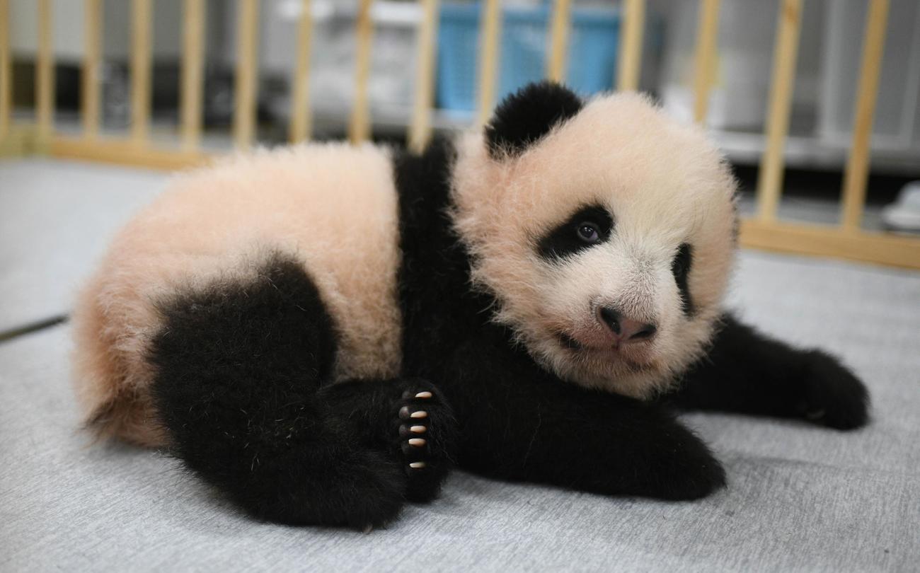 東京・上野動物園の双子のジャイアントパンダ。雌のレイレイ。103日齢、10月4日撮影（東京動物園協会提供）