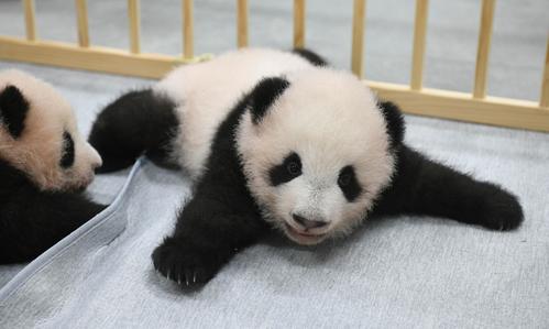 上野動物園の双子パンダ名前決定 雄 シャオシャオ 雌 レイレイ 社会 日刊スポーツ