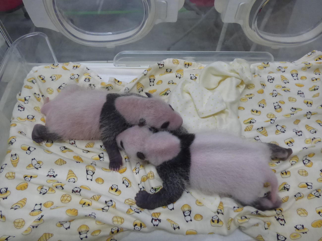 東京・上野動物園のジャイアントパンダの双子の赤ちゃん。7月15日撮影（東京動物園協会提供）