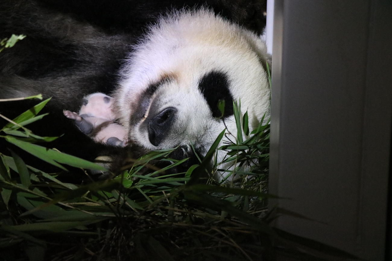 東京・上野動物園のジャイアントパンダ、母親シンシンと雄の赤ちゃん。7月12日撮影（東京動物園協会提供）