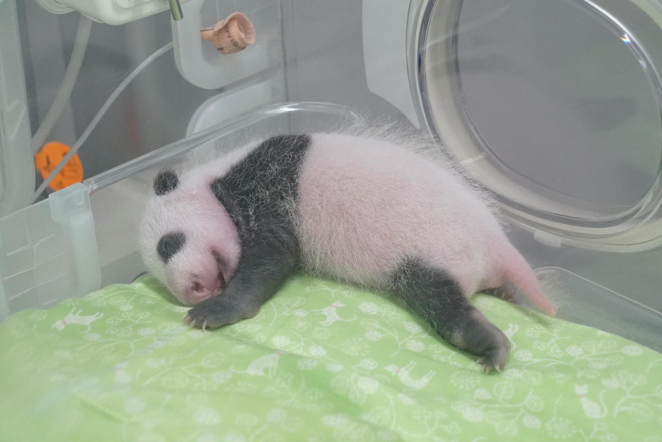 東京・上野動物園、ジャイアントパンダの雄の赤ちゃん。7月19日撮影（東京動物園協会提供）
