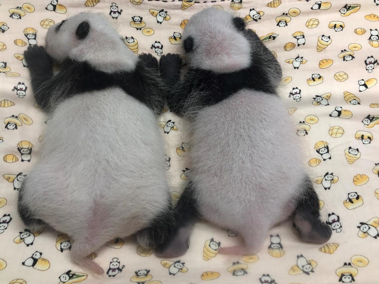 東京・上野動物園のジャイアントパンダの赤ちゃん。左が雌、右が雄。7月20日撮影（東京動物園協会提供）