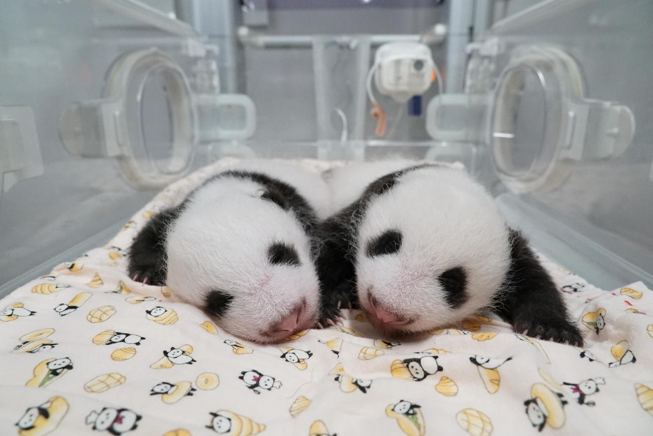 東京・上野動物園の双子のジャイアントパンダ。左が雄、右が雌。7月31日撮影（東京動物園協会提供）