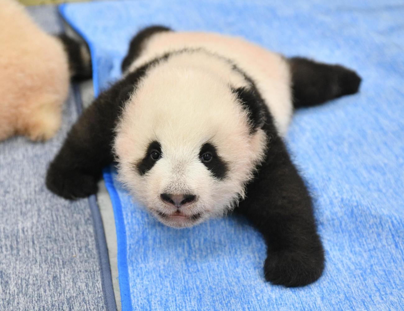 東京・上野動物園、双子のジャイアントパンダの雄。96日齢、9月27日撮影（東京動物園協会提供）