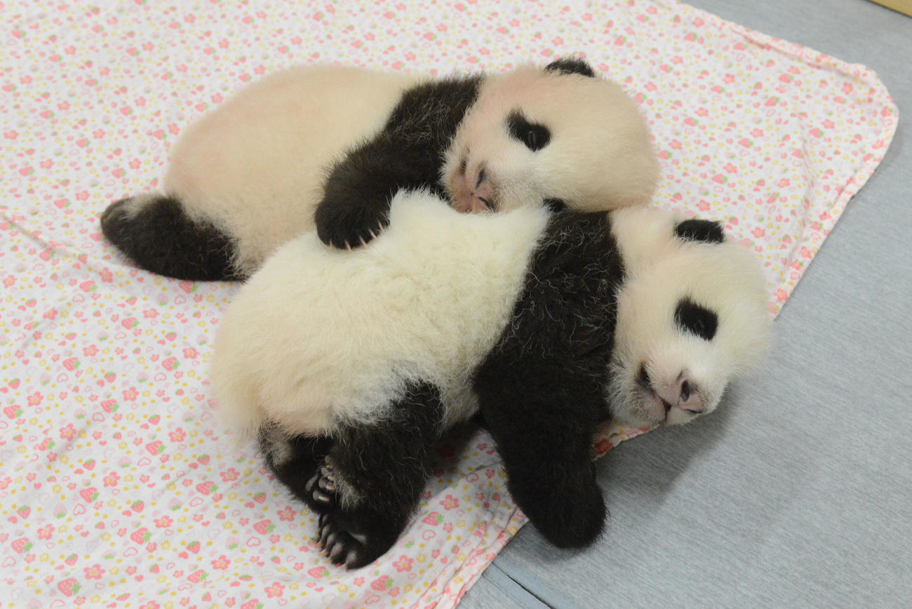 東京・上野動物園の双子のジャイアントパンダ。上が雄、下が雌。68日齢、8月30日撮影（東京動物園協会提供）