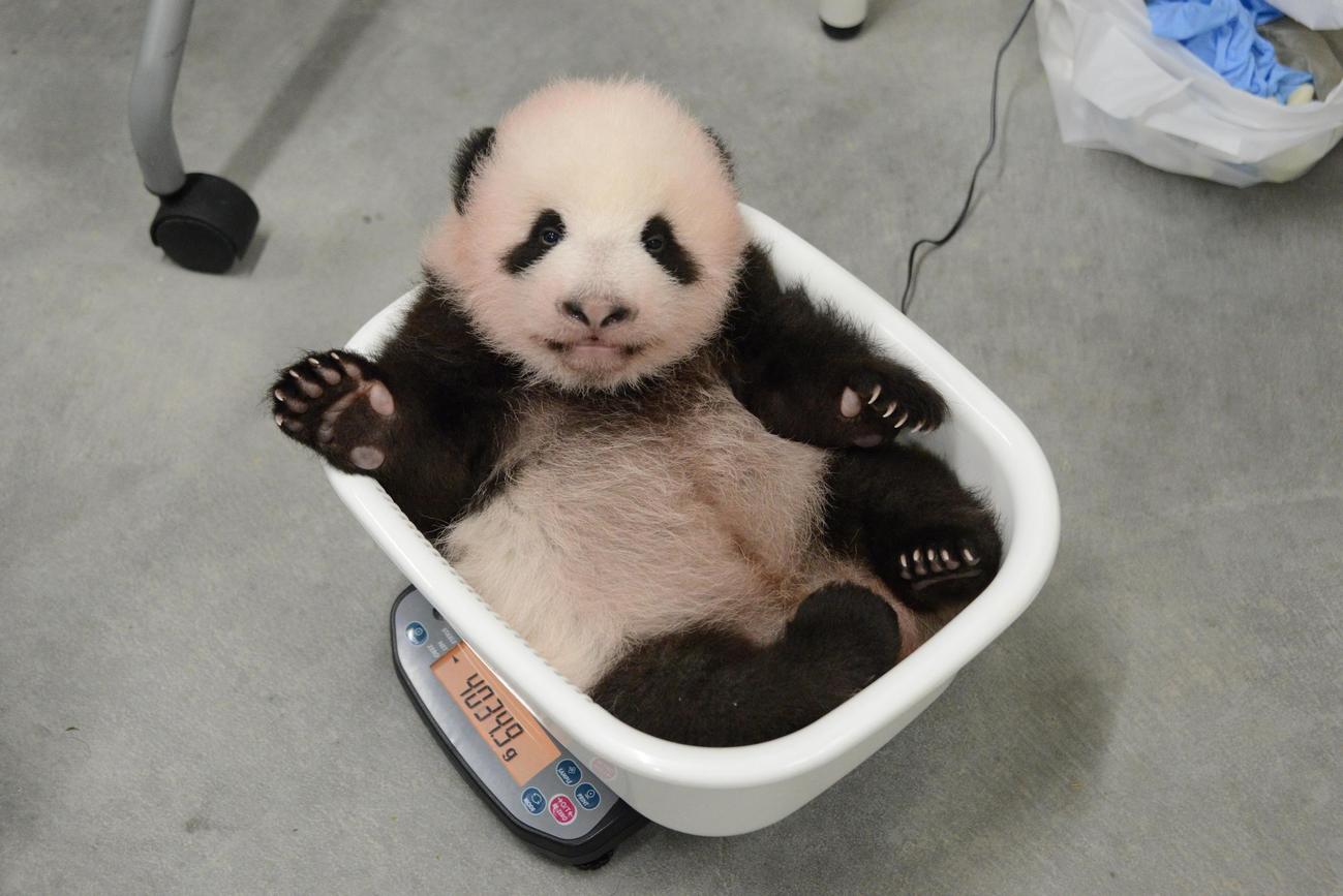 東京・上野動物園、双子のジャイアントパンダの雄。75日齢、9月6日撮影（東京動物園協会提供）