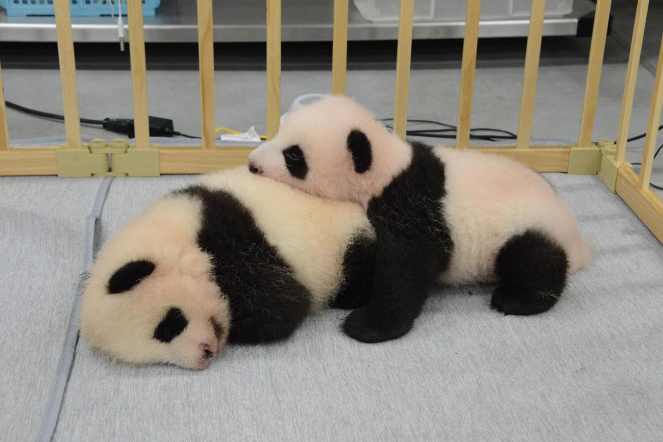 東京・上野動物園の双子のジャイアントパンダ。左が雌、右が雄。75日齢、9月6日撮影（東京動物園協会提供）