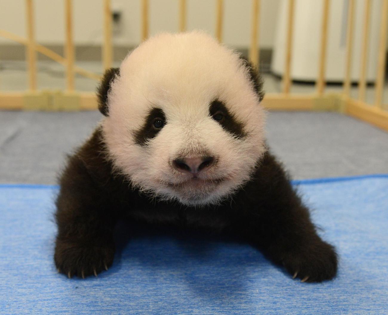 東京・上野動物園、双子のジャイアントパンダの雄。82日齢、9月13日撮影（東京動物園協会提供）