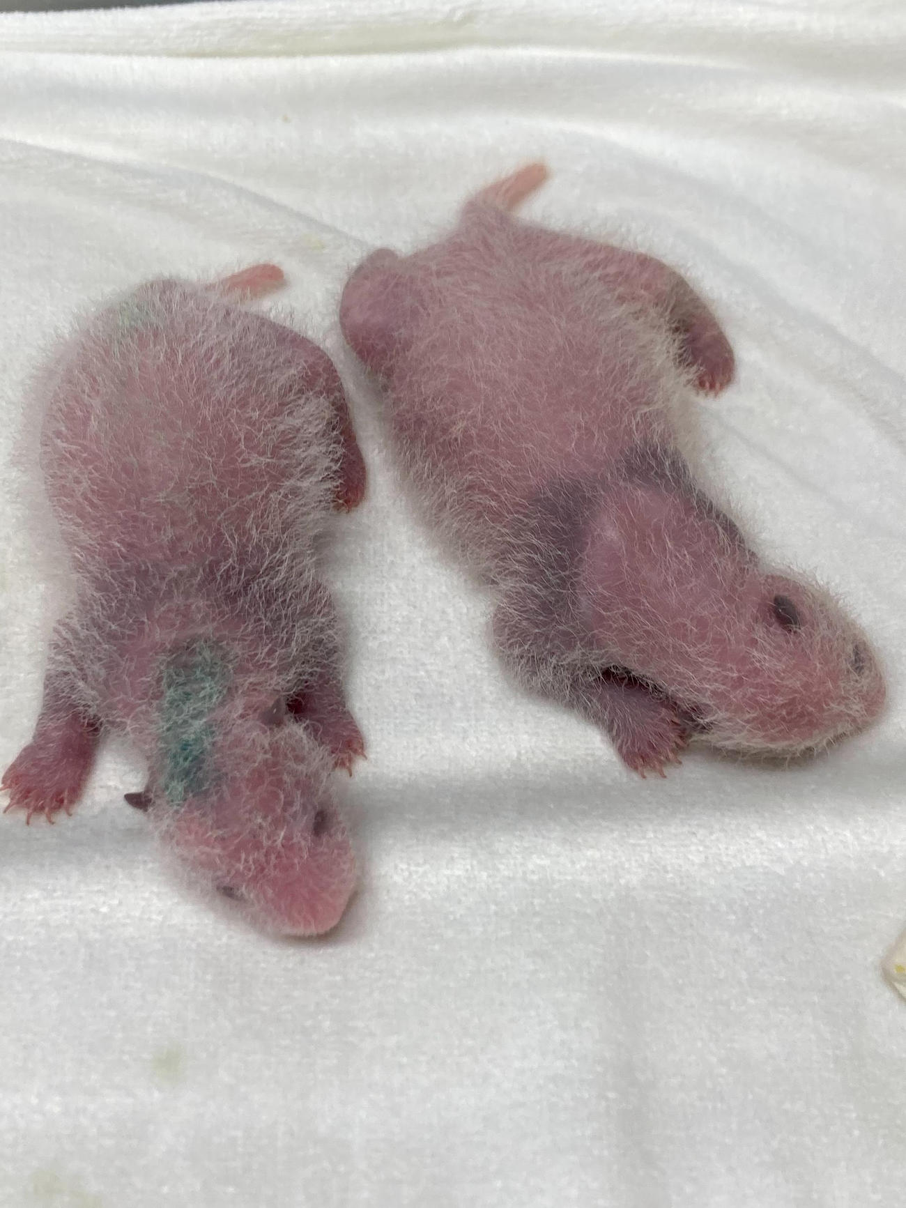 東京・上野動物園のジャイアントパンダの双子の赤ちゃん。8日齢＝7月1日撮影（東京動物園協会提供）