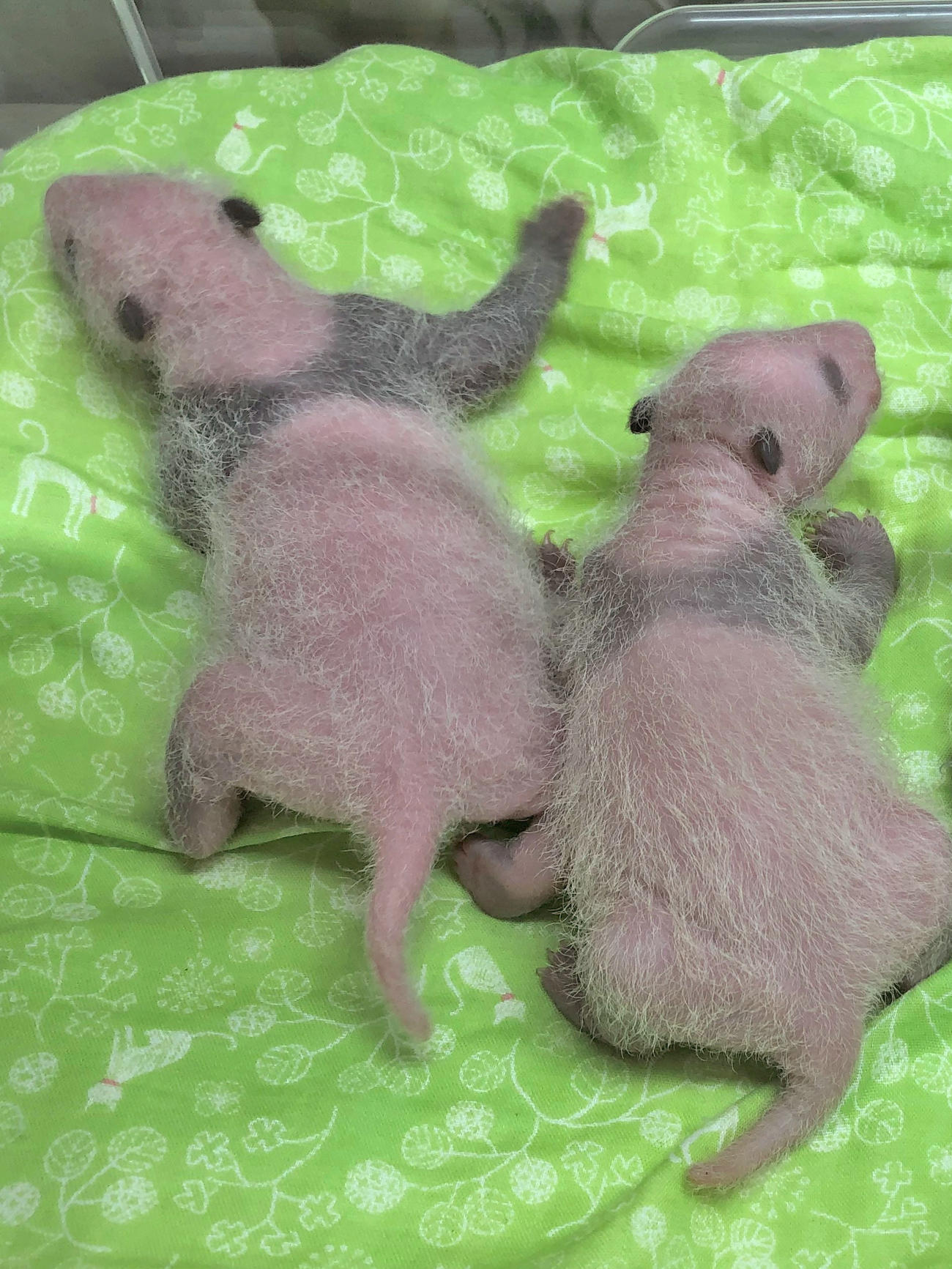 東京・上野動物園のジャイアントパンダの双子の赤ちゃん。13日齢＝7月6日撮影（東京動物園協会提供）