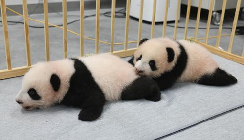 東京・上野動物園の双子のジャイアントパンダ。左が雄のシャオシャオ、右が雌のレイレイ。103日齢=4日撮影(東京動物園協会提供)