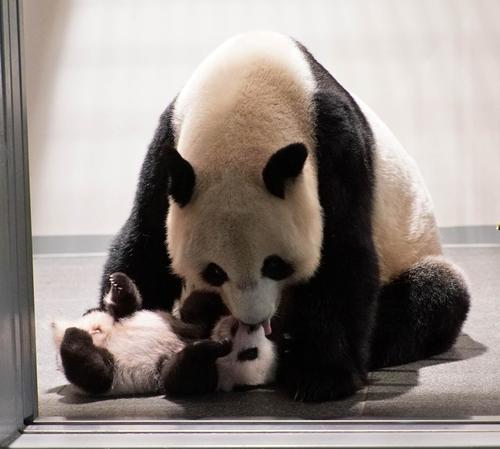 東京・上野動物園のジャイアントパンダ。母親シンシンと雄の赤ちゃん。82日齢、9月13日撮影（東京動物園協会提供）