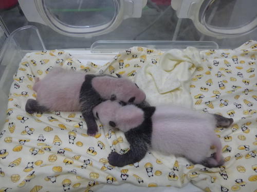 東京・上野動物園のジャイアントパンダの双子の赤ちゃん。7月15日撮影(東京動物園協会提供)