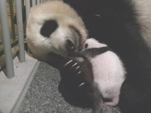 東京・上野動物園のジャイアントパンダ。母親シンシンと雄の赤ちゃん。7月22日撮影(東京動物園協会提供)