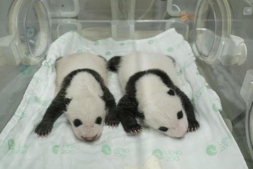 東京・上野動物園の双子のジャイアントパンダ。左が雄、右が雌。7月27日撮影(東京動物園協会提供)