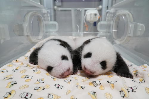 東京・上野動物園の双子のジャイアントパンダ。左が雄、右が雌。7月31日撮影(東京動物園協会提供)