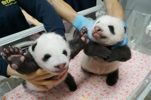 東京・上野動物園の双子のジャイアントパンダ。左が雄、右が雌。48日齢。8月10日撮影(東京動物園協会提供)