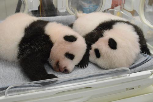 東京・上野動物園の双子のジャイアントパンダ。左が雄、右が雌。61日齢、8月23日撮影(東京動物園協会提供)
