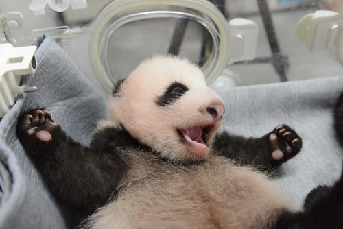 東京・上野動物園の双子のジャイアントパンダの雄。61日齢、8月23日撮影(東京動物園協会提供)