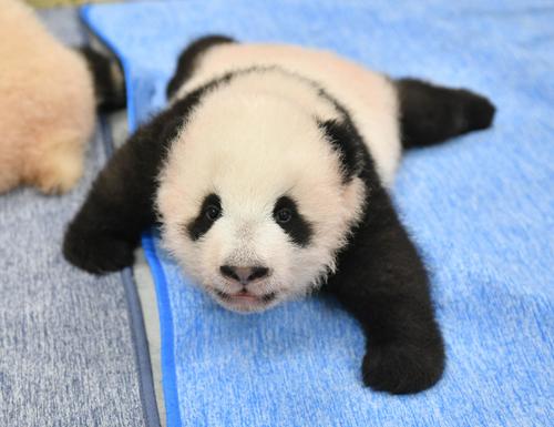 東京・上野動物園、双子のジャイアントパンダの雄。96日齢、9月27日撮影(東京動物園協会提供)