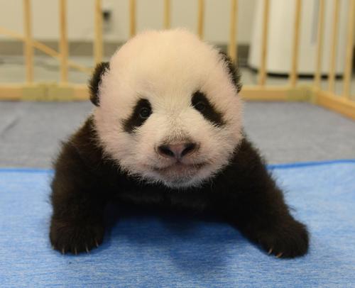 東京・上野動物園、双子のジャイアントパンダの雄。82日齢、9月13日撮影(東京動物園協会提供)