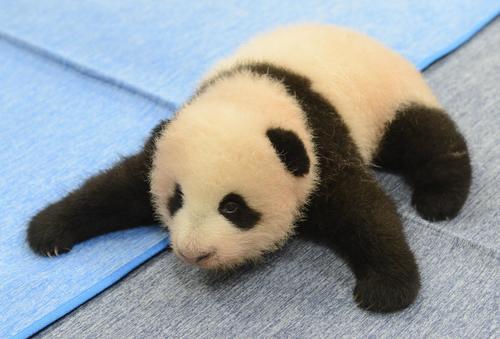 東京・上野動物園、双子のジャイアントパンダの雌。82日齢、9月13日撮影(東京動物園協会提供)